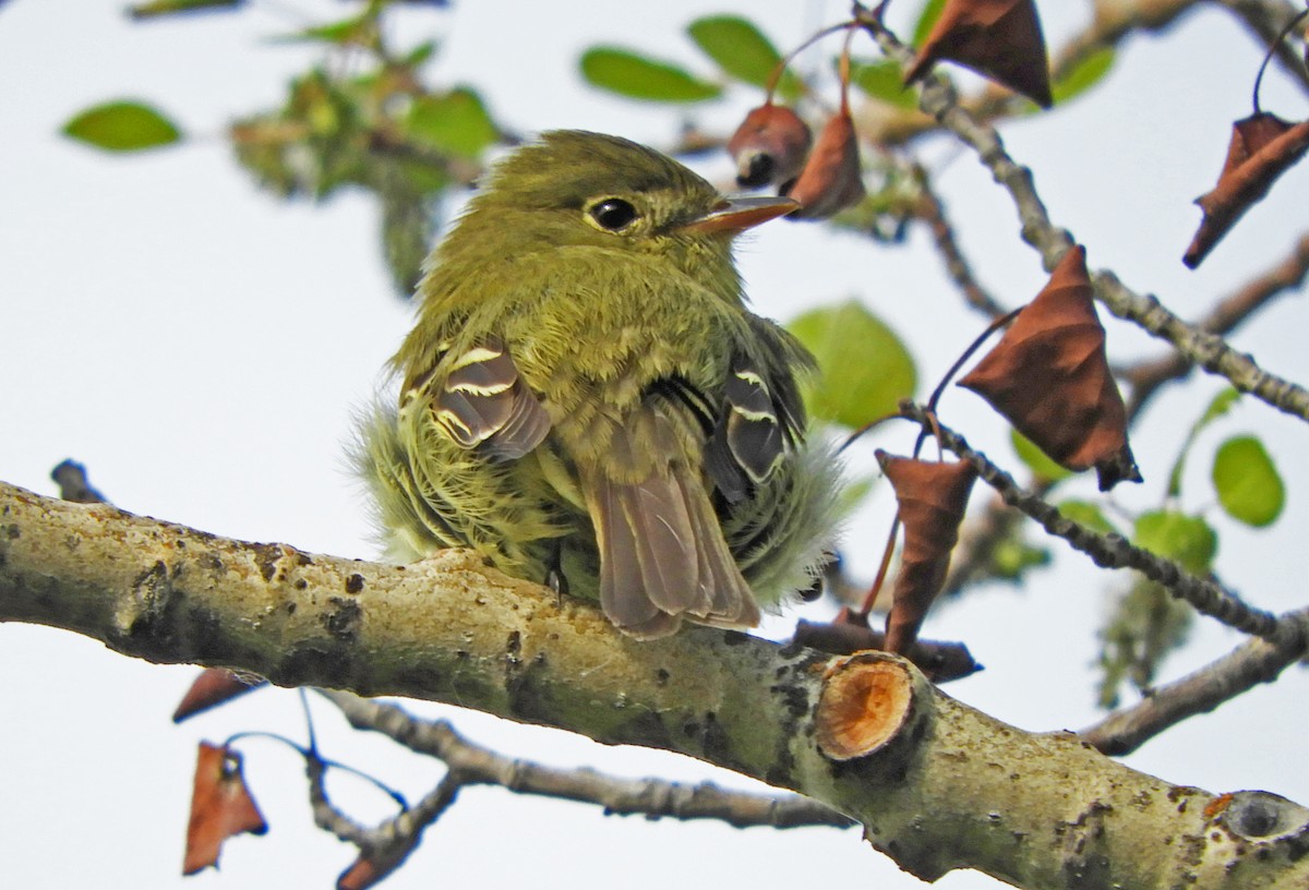 Yellow-bellied Flycatcher - ML240825581