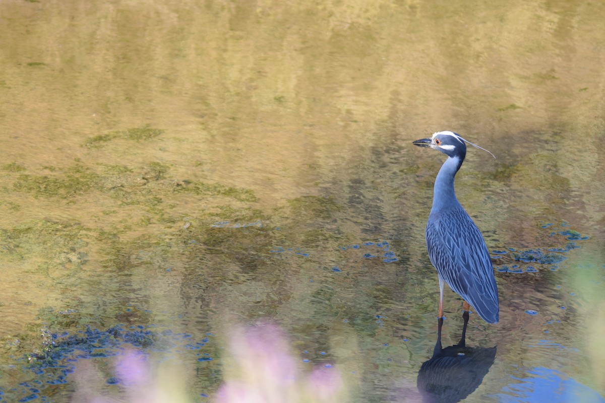 Yellow-crowned Night Heron - ML240827461