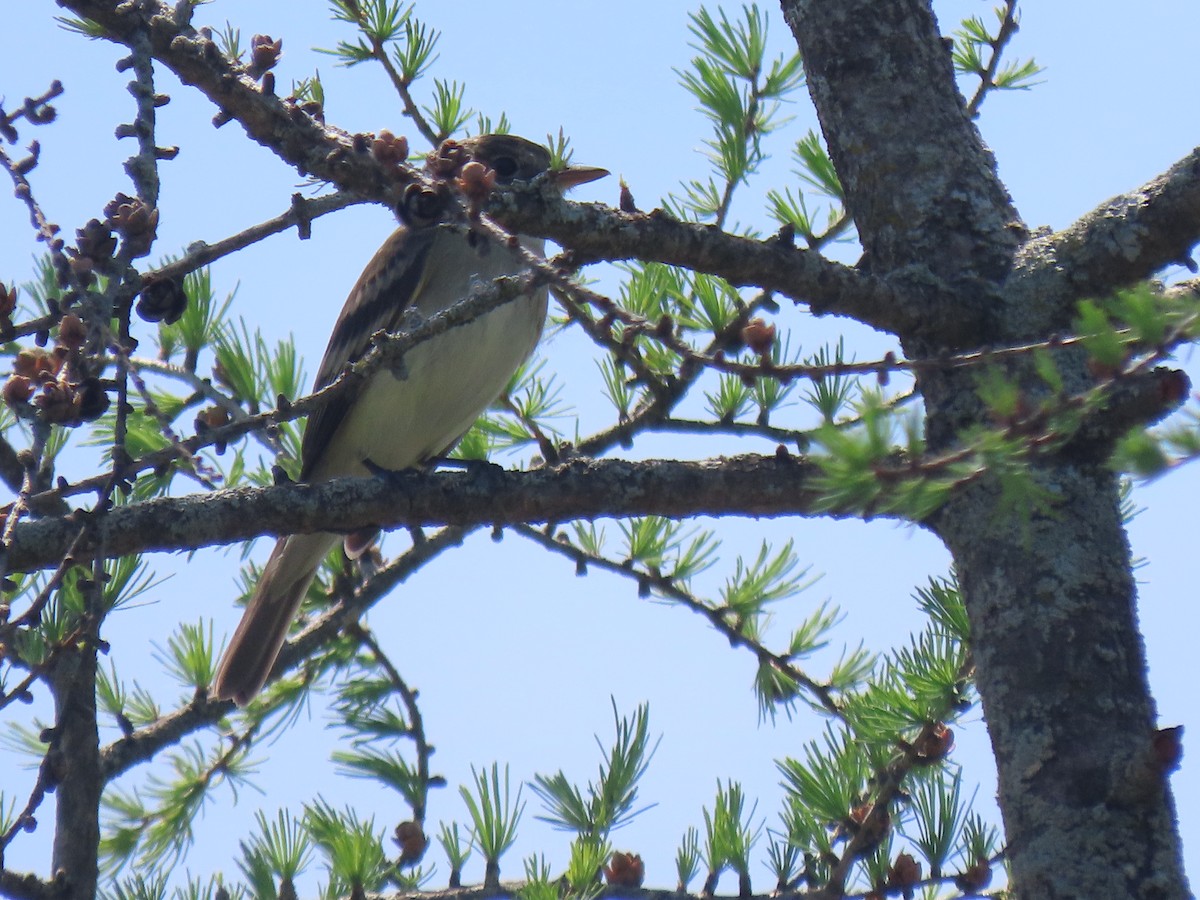 Alder Flycatcher - ML240829221