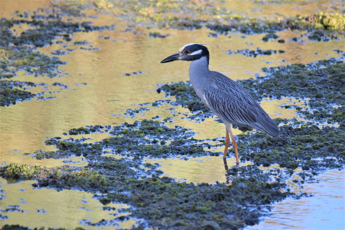 Yellow-crowned Night Heron - ML240829381