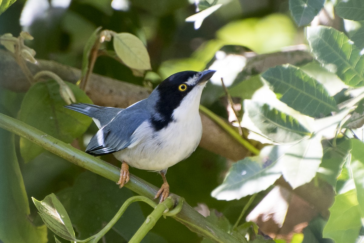 Hooded Tanager - ML240831321