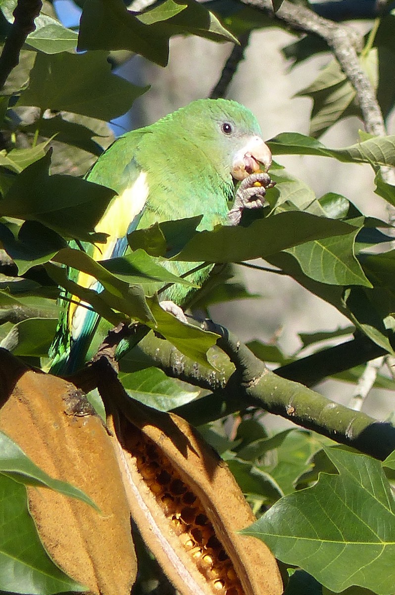 White-winged Parakeet - ML24083211