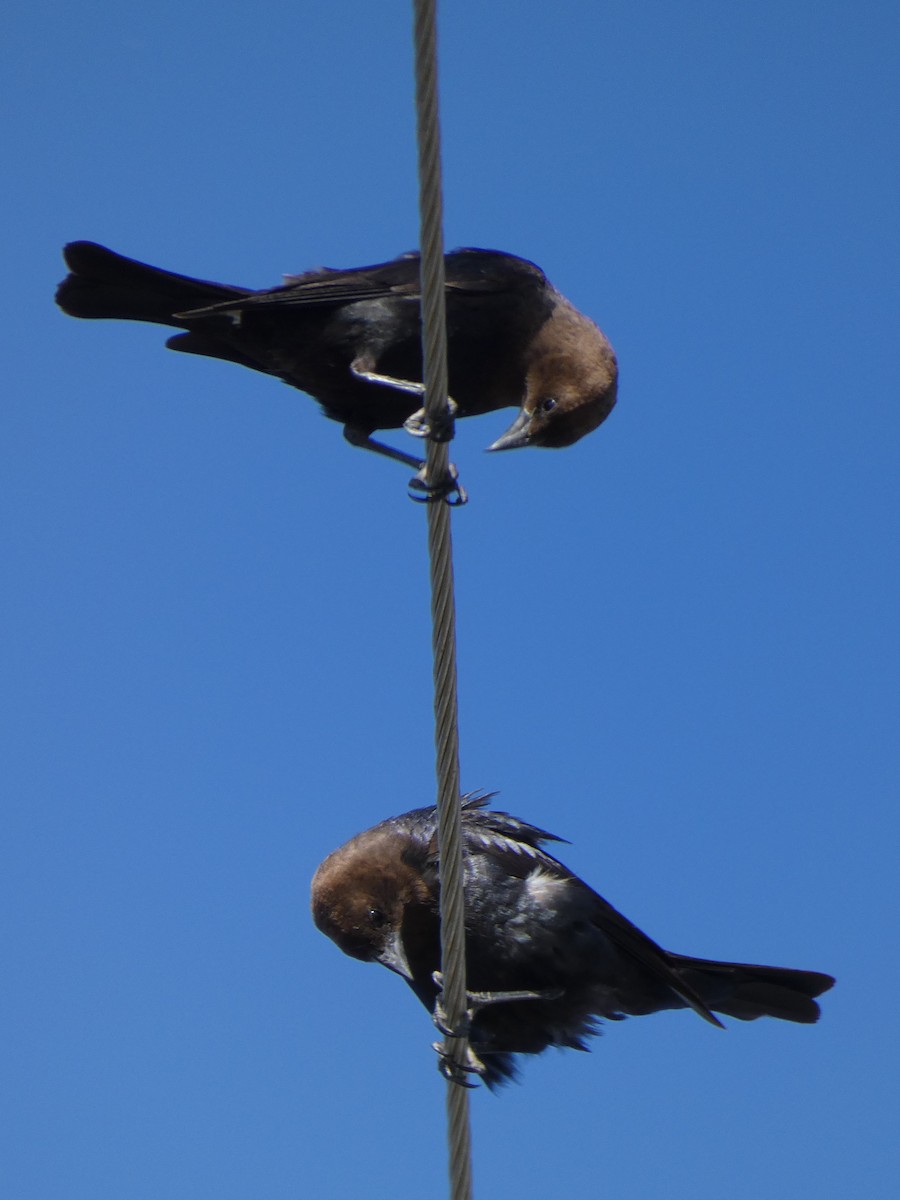 Brown-headed Cowbird - Garry Hayes