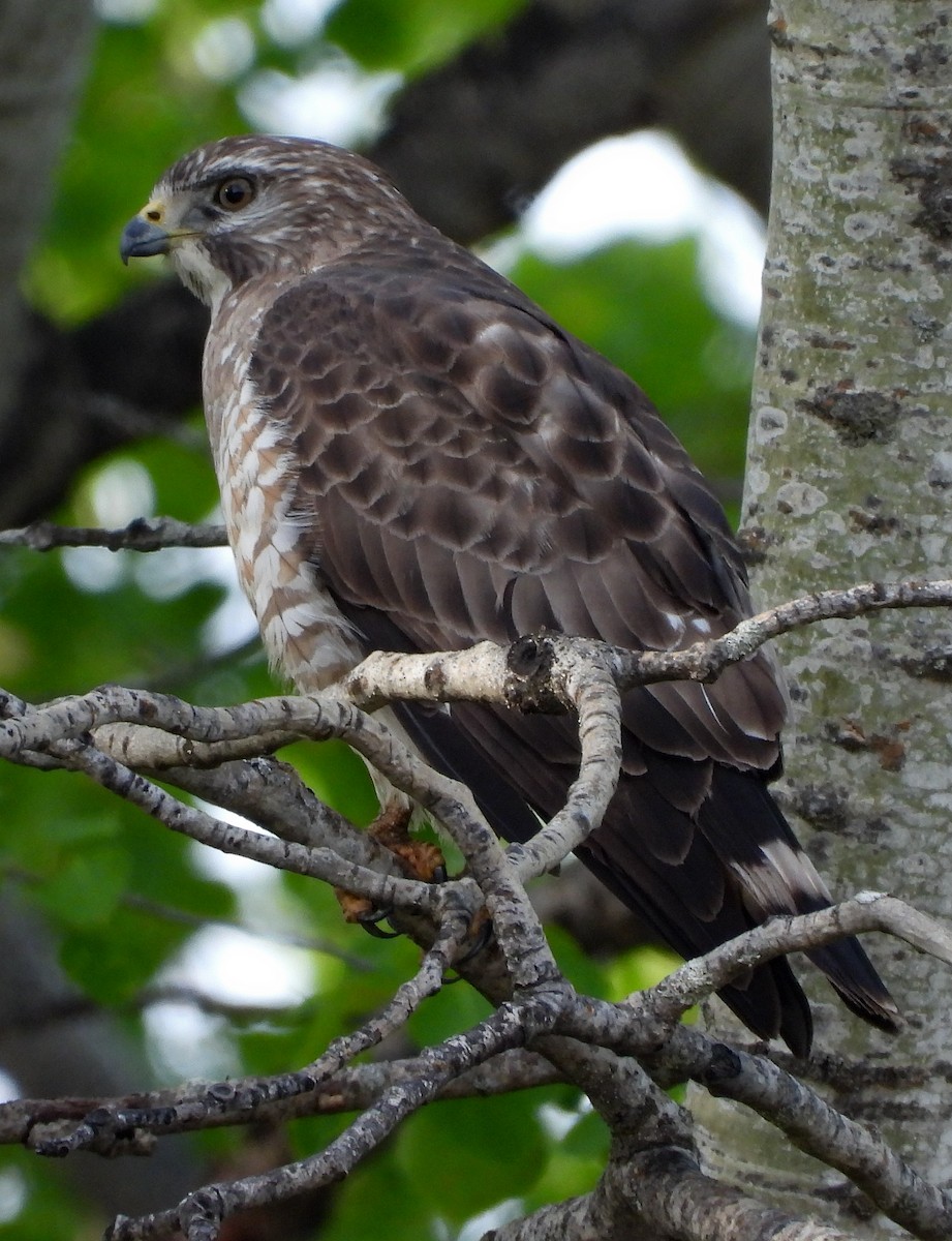 Broad-winged Hawk - ML240834271