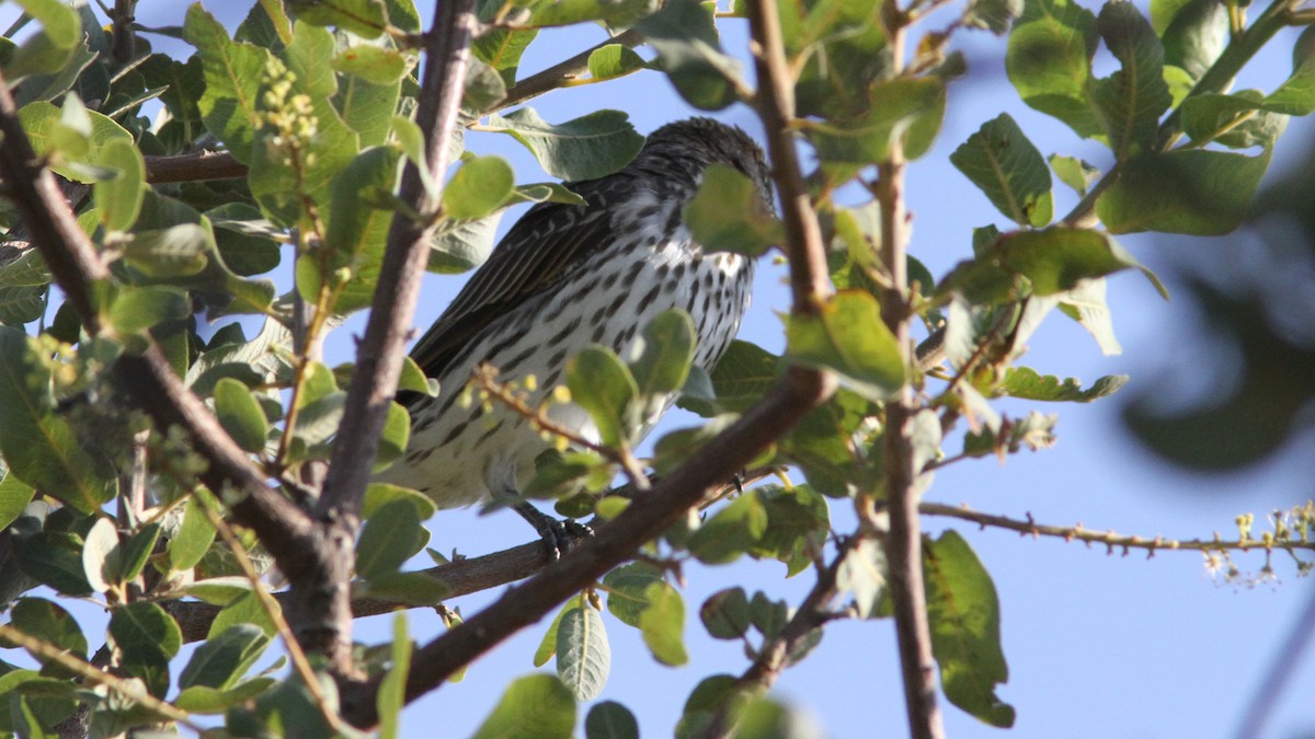 Violet-backed Starling - ML24083621