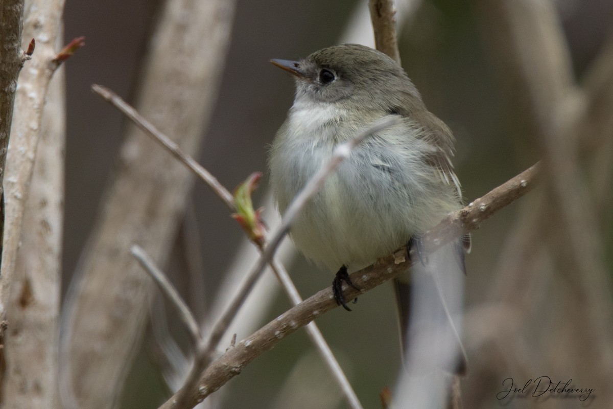 Alder Flycatcher - Detcheverry Joël