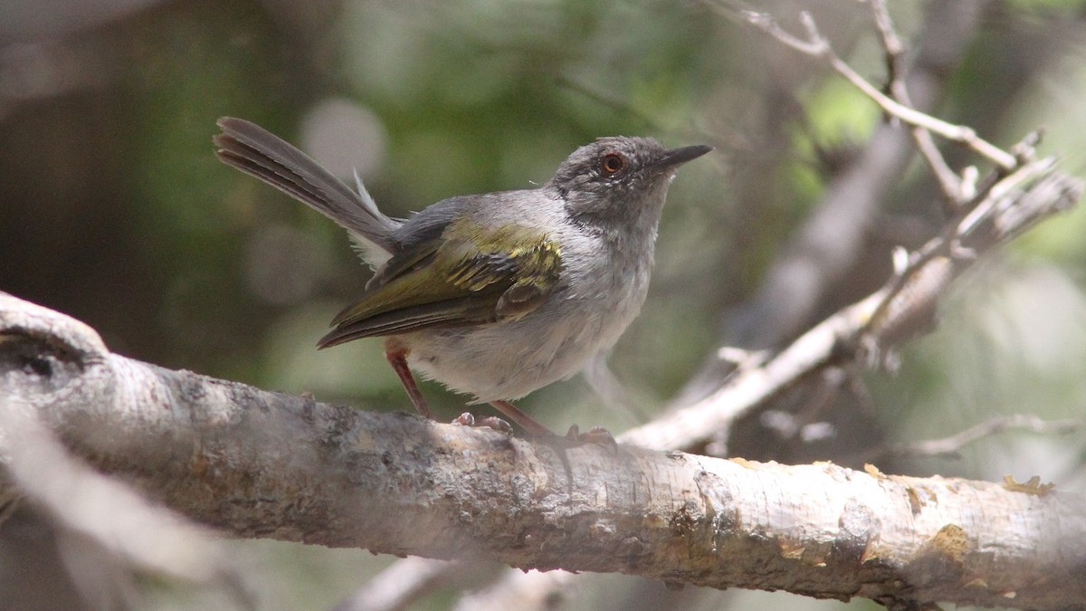 Green-backed Camaroptera (Gray-backed) - ML24084061