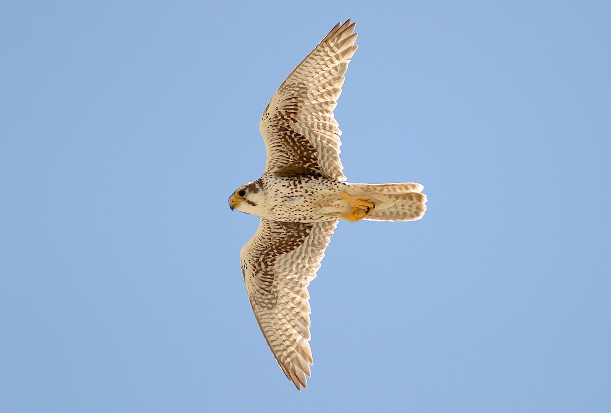 Prairie Falcon - ML240841081