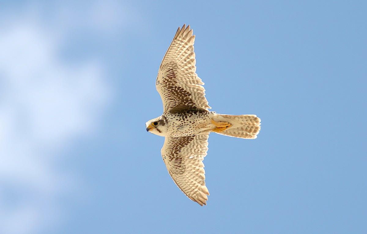 Prairie Falcon - ML240841141