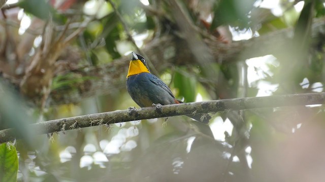 Tangara Capiazul - ML240841751