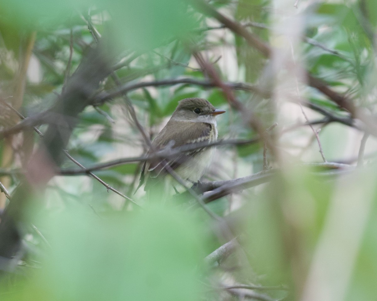 Alder Flycatcher - ML240842041