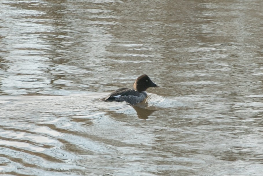 Common Goldeneye - ML24084311