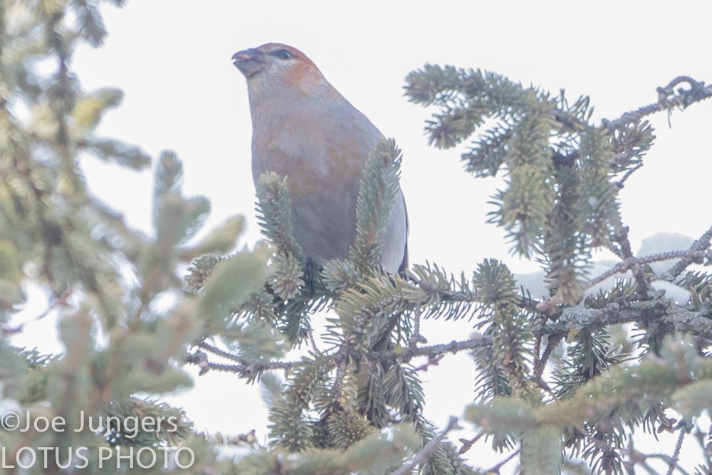 Pine Grosbeak - ML24084481