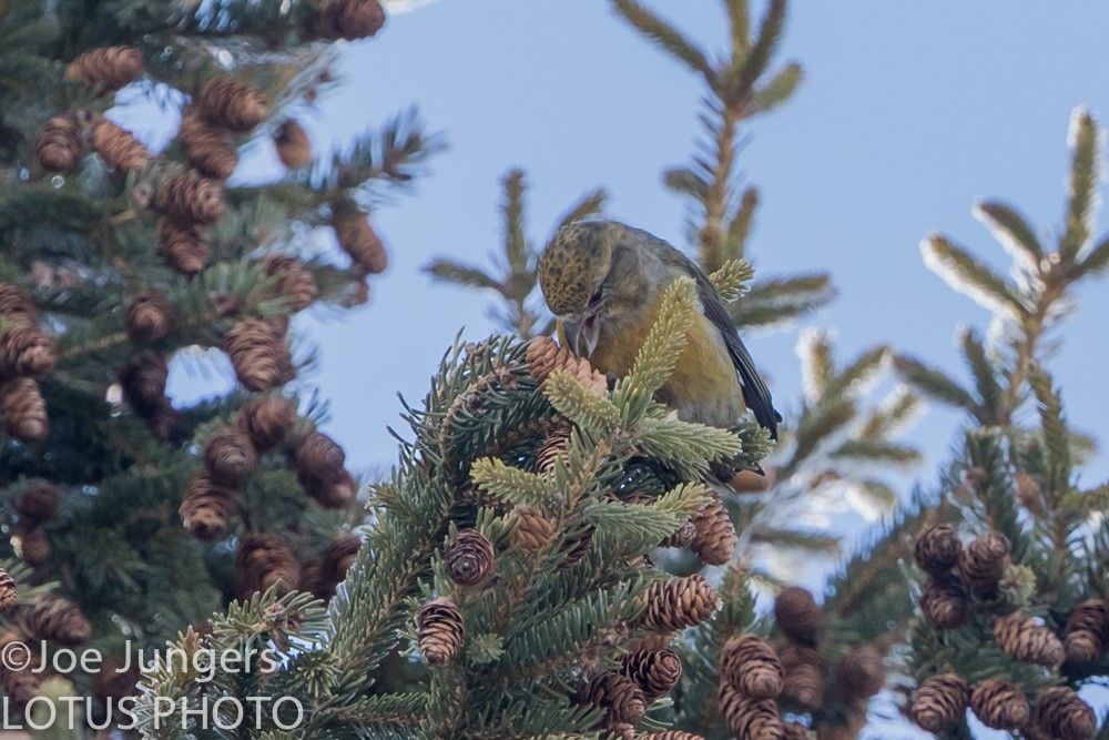 Red Crossbill - ML24084561