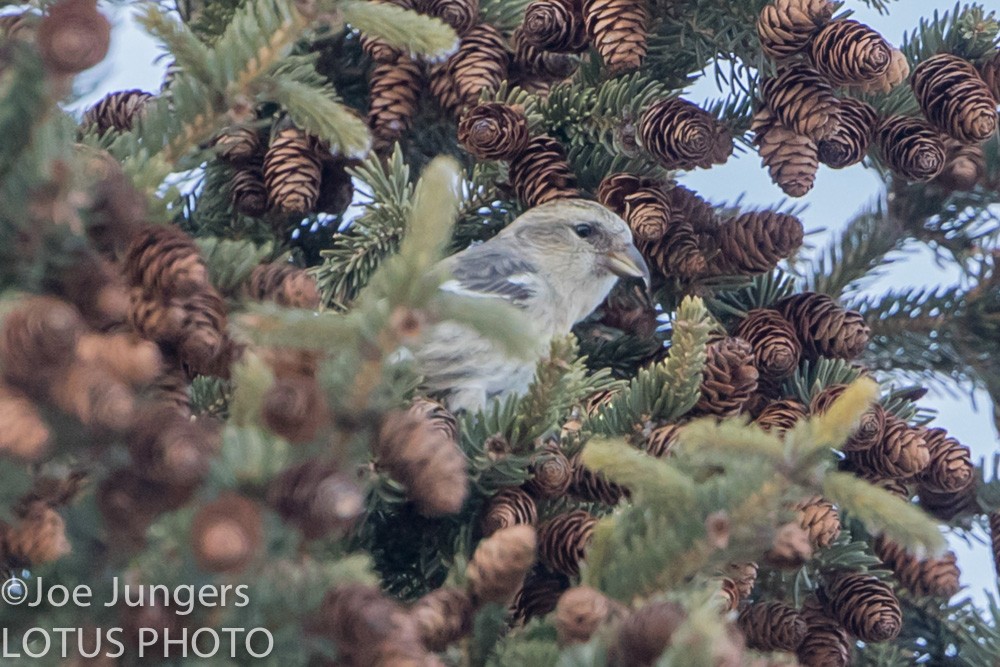 White-winged Crossbill - ML24084581