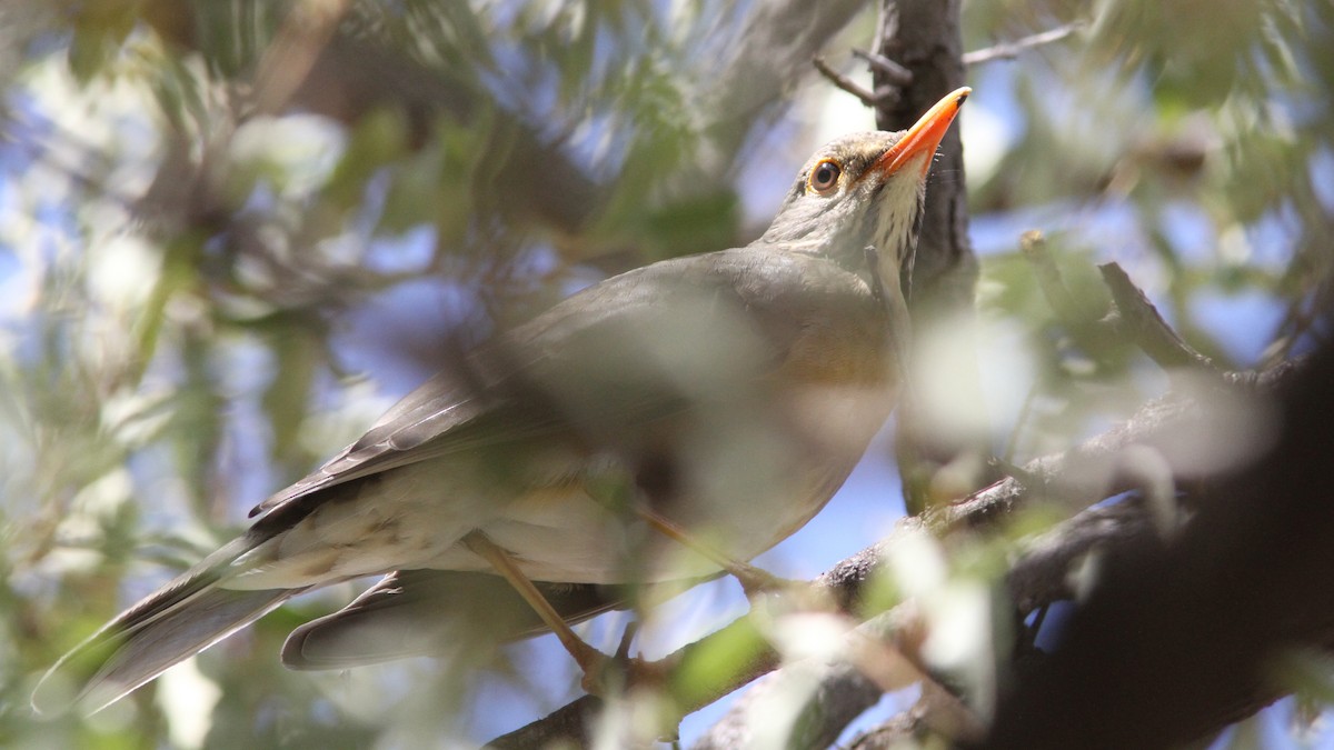 Kurrichane Thrush - ML24084771