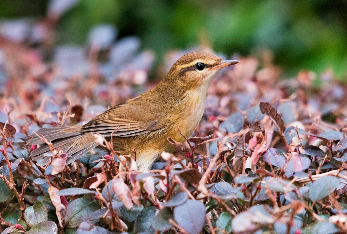 Pale-footed Bush Warbler - Koel Ko