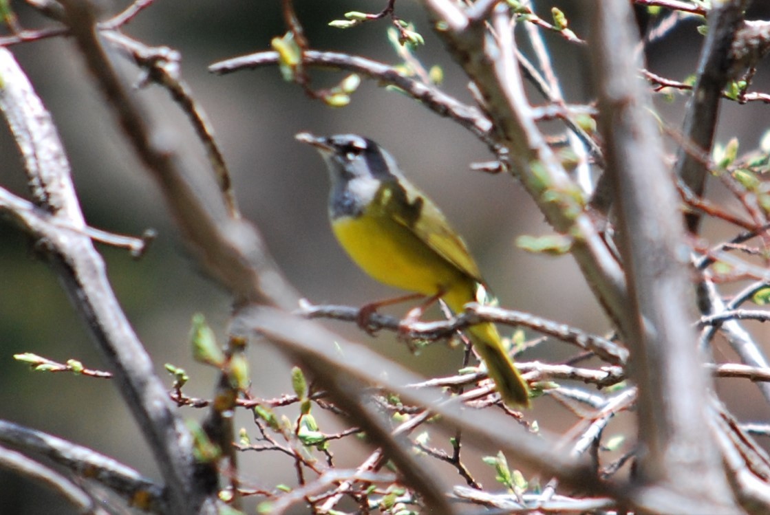 MacGillivray's Warbler - ML240849381