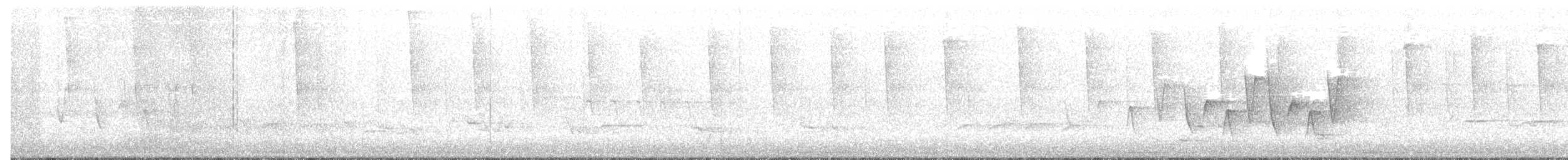 Очковая хвойница - ML240850201