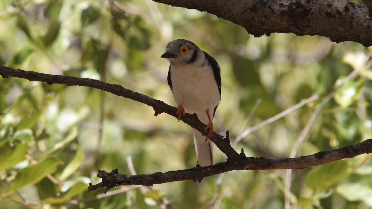 White Helmetshrike - ML24085051