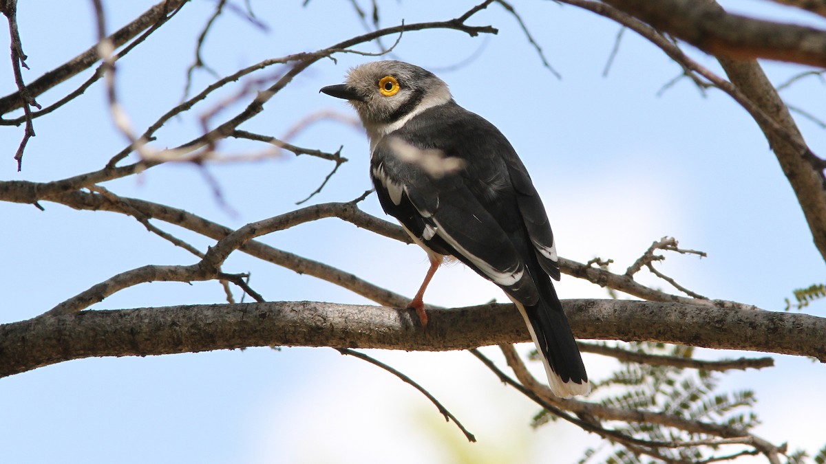 White Helmetshrike - ML24085151