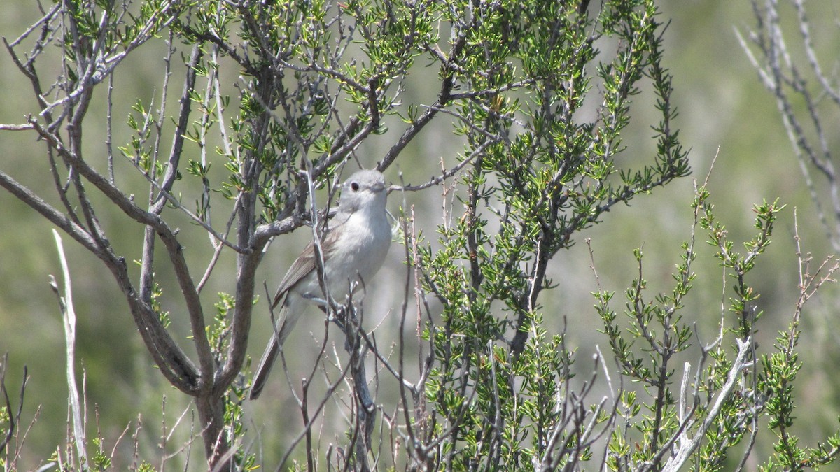Gray Vireo - ML240851881
