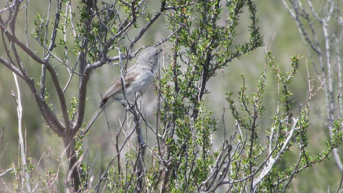 Gray Vireo - ML240851941