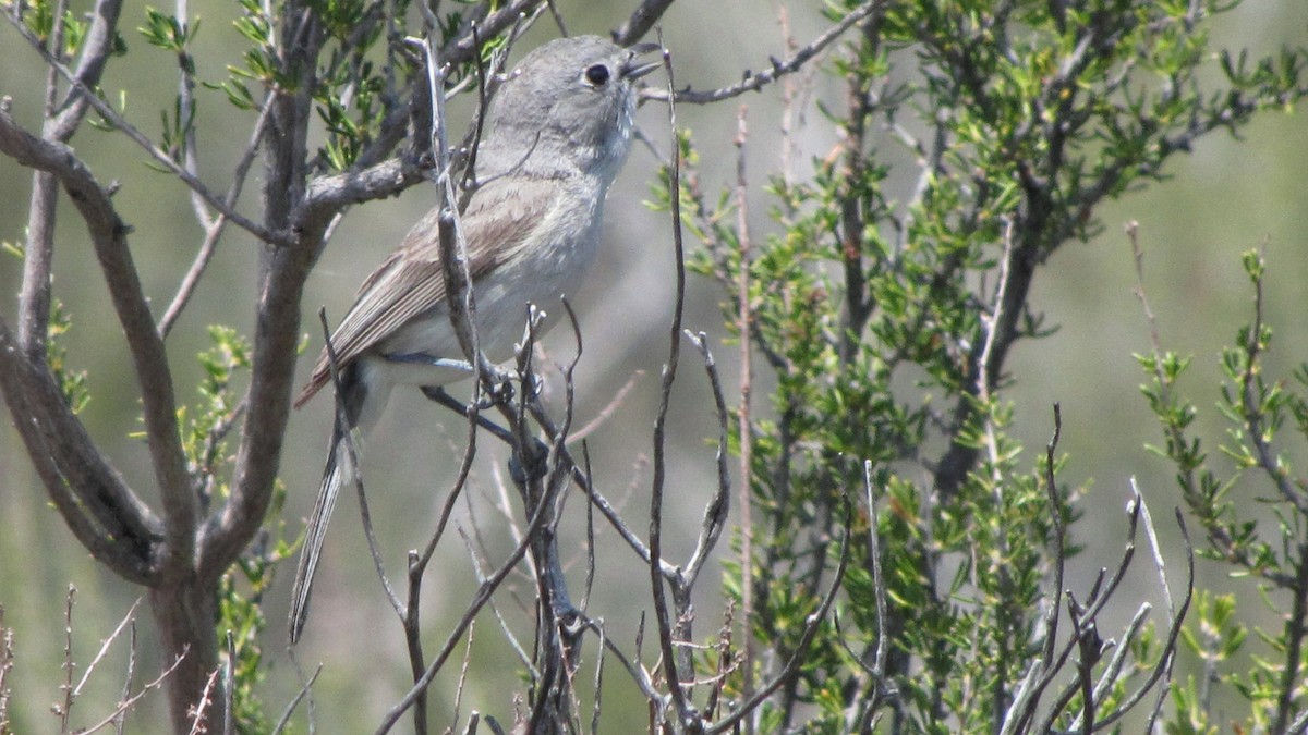 Gray Vireo - ML240851981