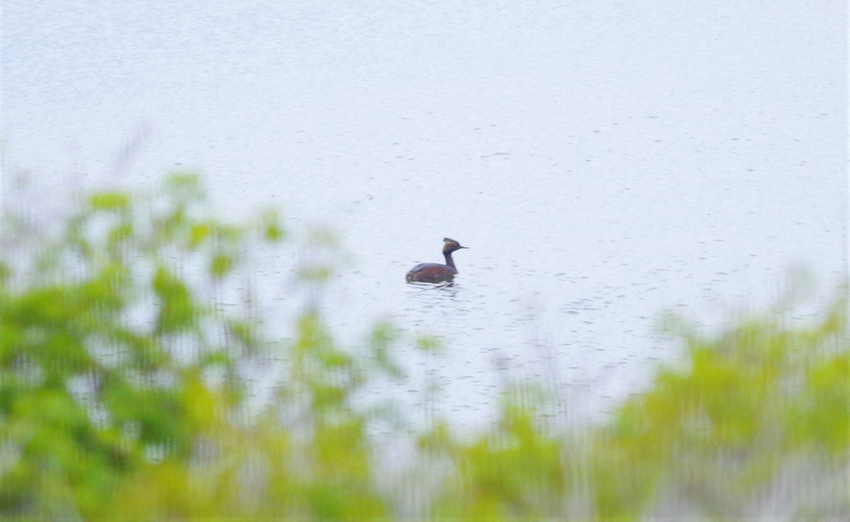 Eared Grebe - ML240852761