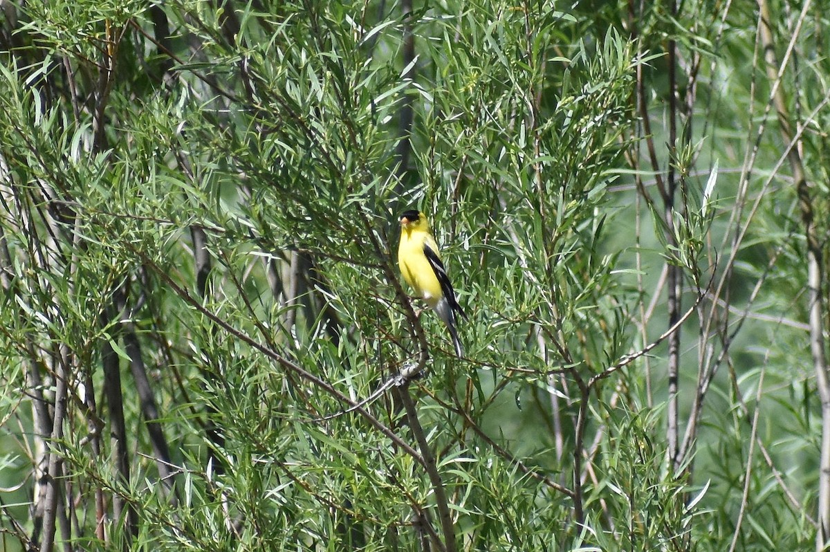 American Goldfinch - ML240852781