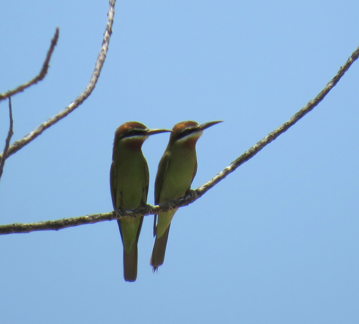 Madagascar Bee-eater - ML24085281
