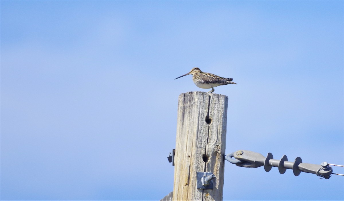 Wilson's Snipe - ML240853941