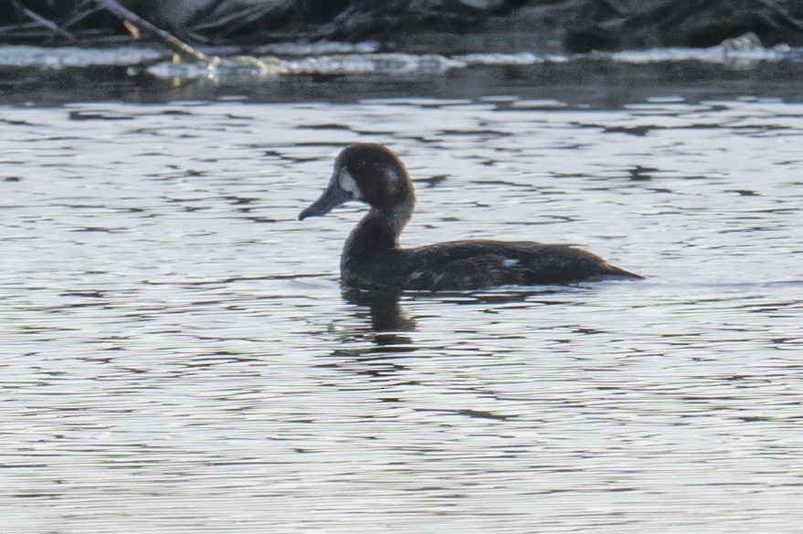 斑背潛鴨 - ML240854591