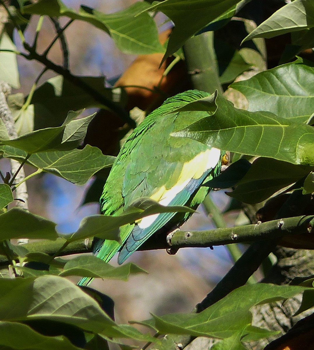 White-winged Parakeet - ML24085651