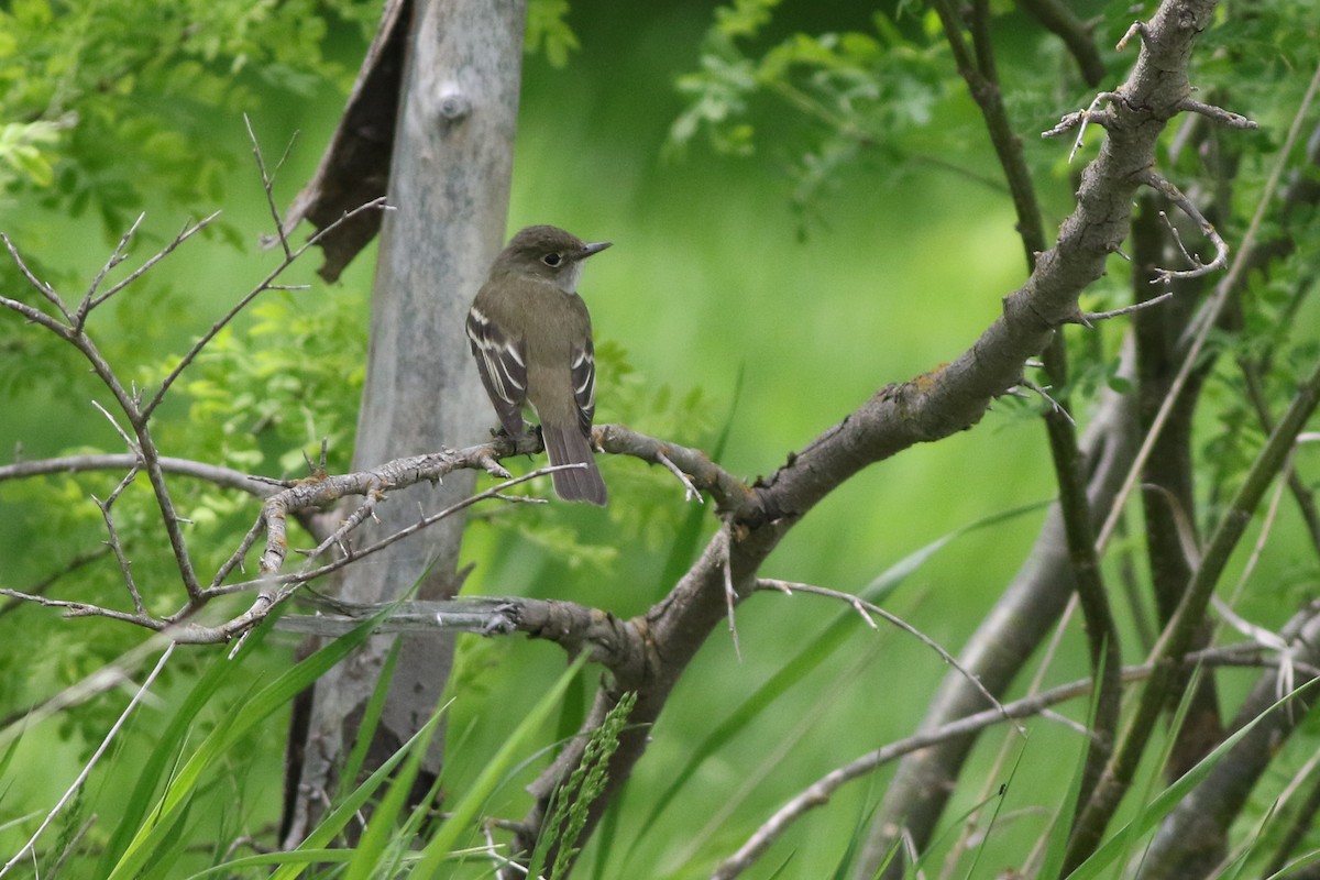 Alder Flycatcher - Michael O'Brien