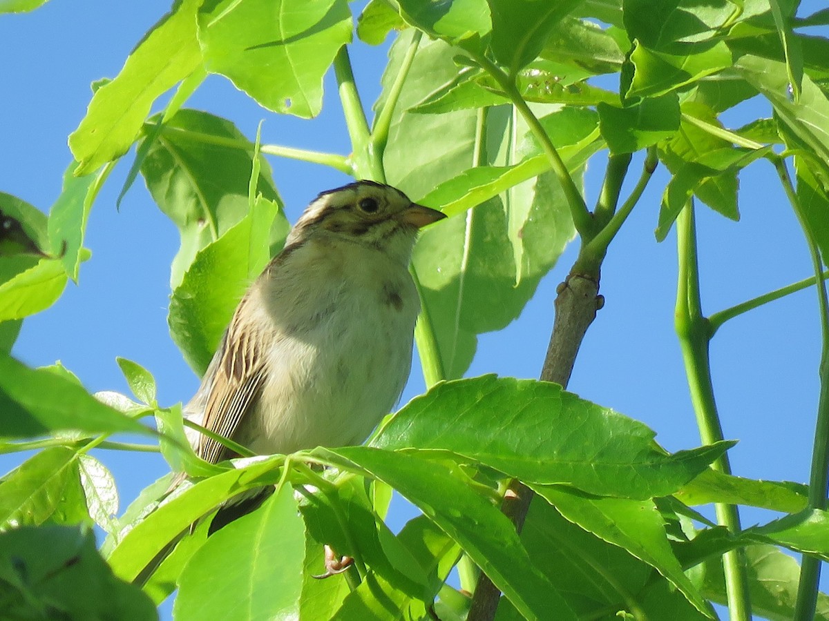 Clay-colored Sparrow - ML240860911