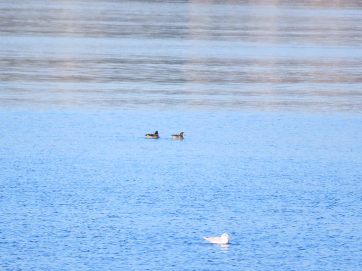 Chiloe Wigeon - ML240862721