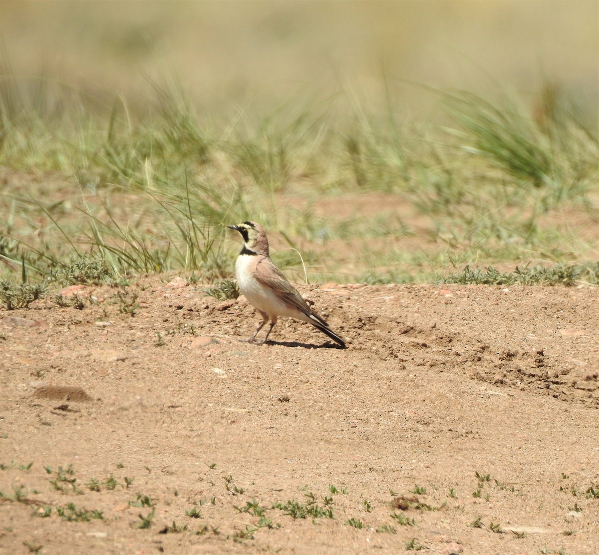 Horned Lark - ML240863471