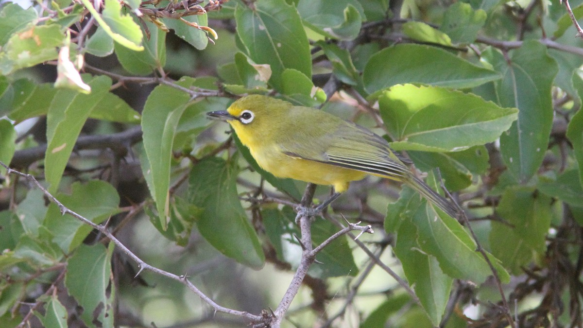 Cape White-eye - ML24086391