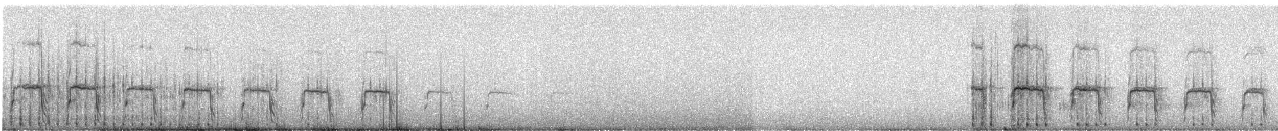 Tinamou orné - ML240865