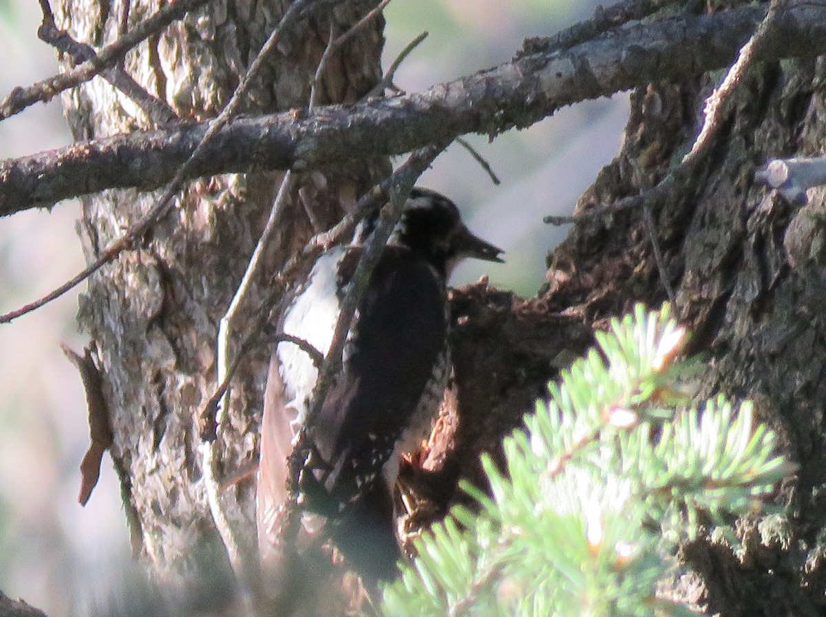 American Three-toed Woodpecker - ML240865371