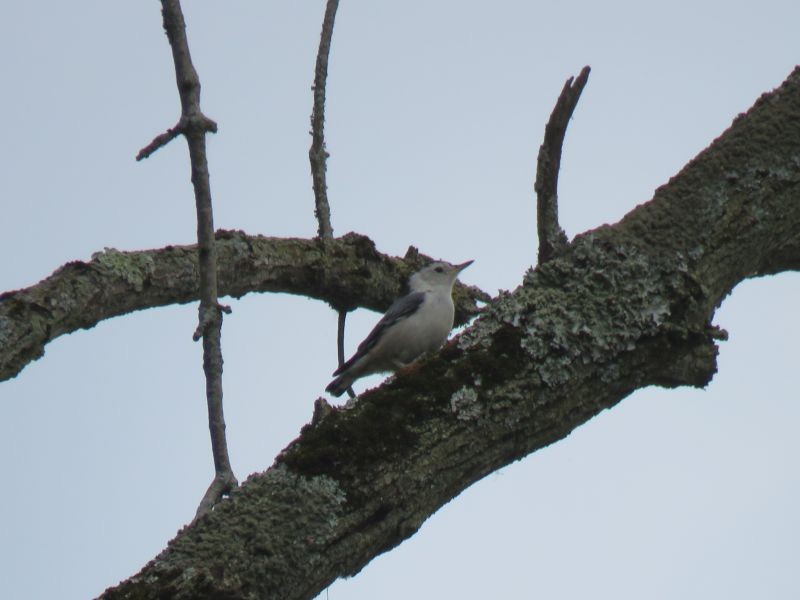 White-breasted Nuthatch - ML240866661