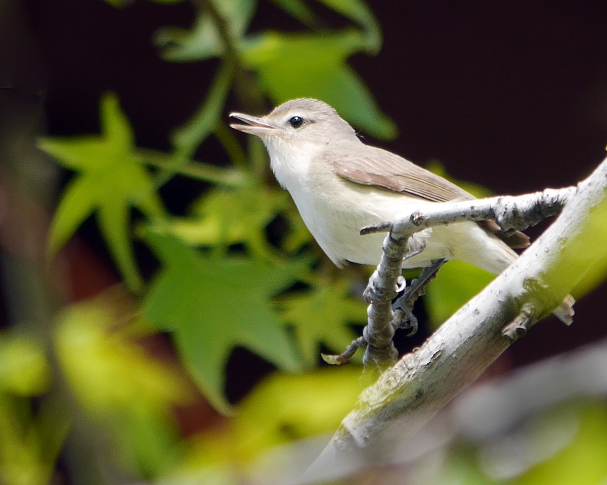 Warbling Vireo - ML240867711