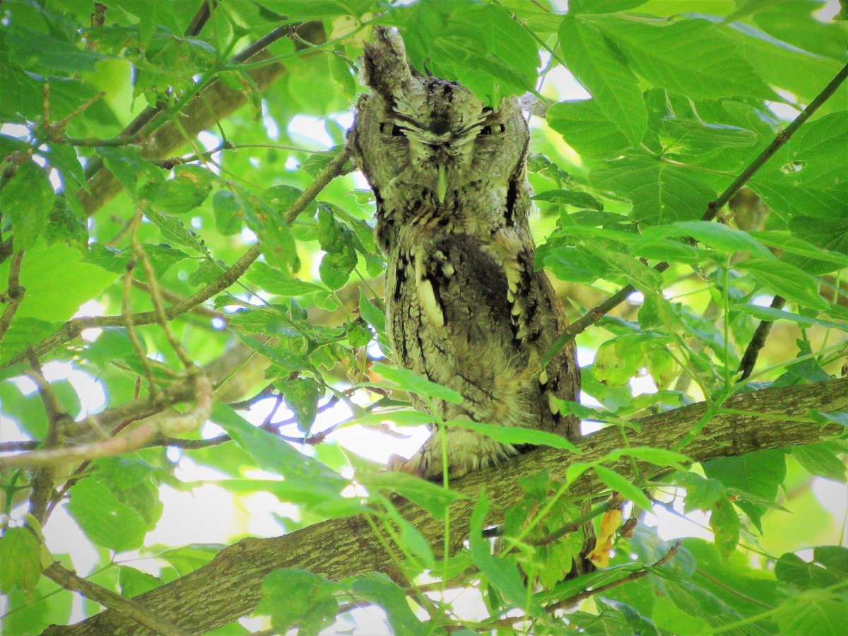 Eastern Screech-Owl - ML240869431