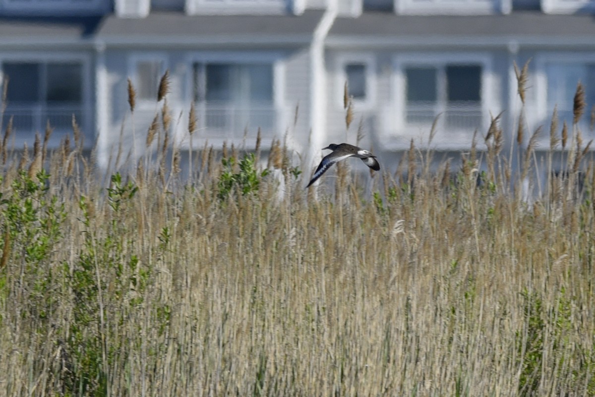 Willet (Eastern) - ML240870311