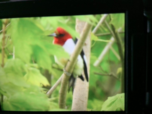 Red-headed Woodpecker - ML240870971
