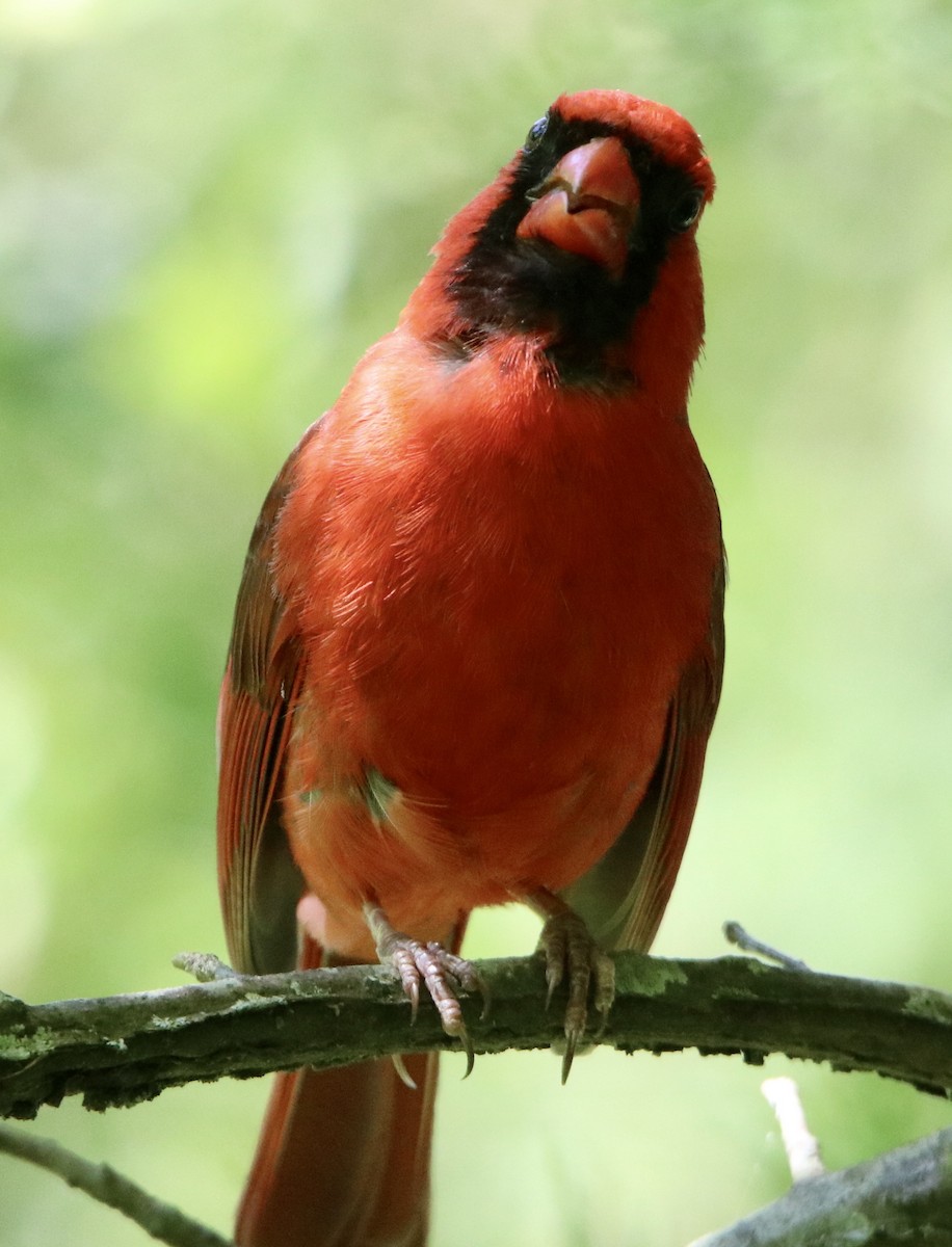 Cardinal rouge - ML240873141