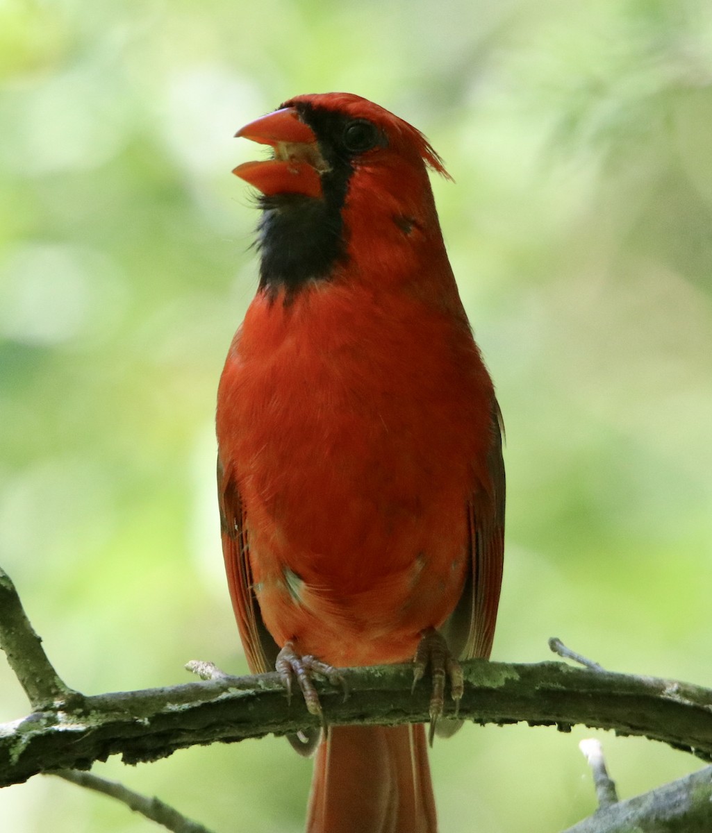 Cardinal rouge - ML240873161