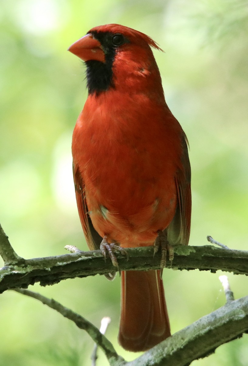Cardinal rouge - ML240873171