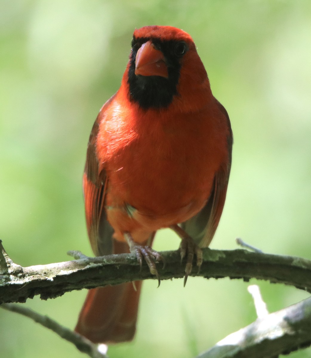 Cardinal rouge - ML240873241